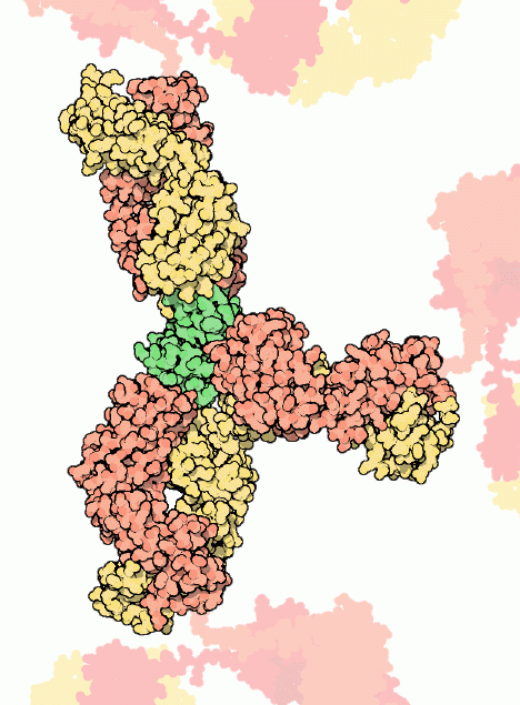 リゾチーム（緑）と結合した３つの抗体のFab断片（PDB:1fdl, 1YQV, 3HFM）