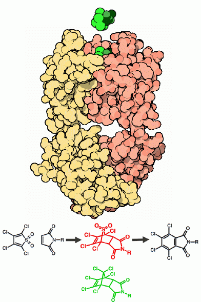 ディールズ・アルダー反応を触媒する触媒抗体（PDB:1c1e）緑色の分子は遷移状態に似せた分子、下図はディールズ・アルダー反応