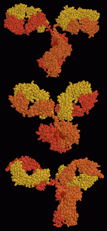 抗体（PDB:1igt,1IGY,1HZH）