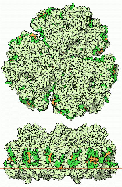 シアノバクテリアの光化学系I（PDB:1jb0）