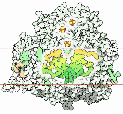 シアノバクテリアの光化学系I（PDB:1jb0）緑はクロロフィル、橙はフィロキノン、赤と黄色は鉄硫黄クラスター