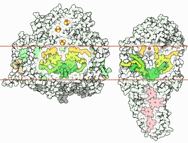 左：シアノバクテリアの光化学系I（PDB:1jb0） 右：紅色細菌の光合成反応中心（PDB:1prc）