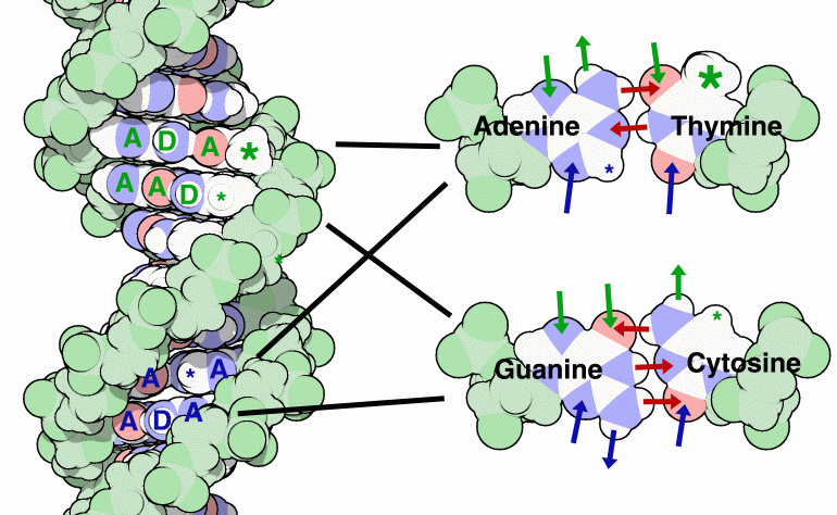 DNA二重らせん（左）とその部分拡大図（右）、赤矢印は塩基対を形成する水素結合、AとDは遺伝外情報における水素結合受容体と水素結合供与体、矢印とアスタリスクは特徴的な化学基を示す。