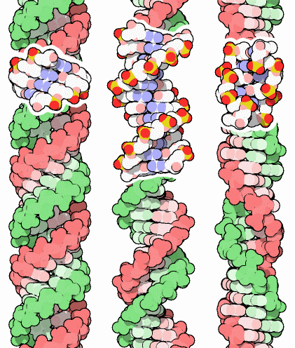 A-DNA（左：PDB:1ana）、B-DNA（中央：PDB:1bna）、Z-DNA（右：PDB:2dcg）