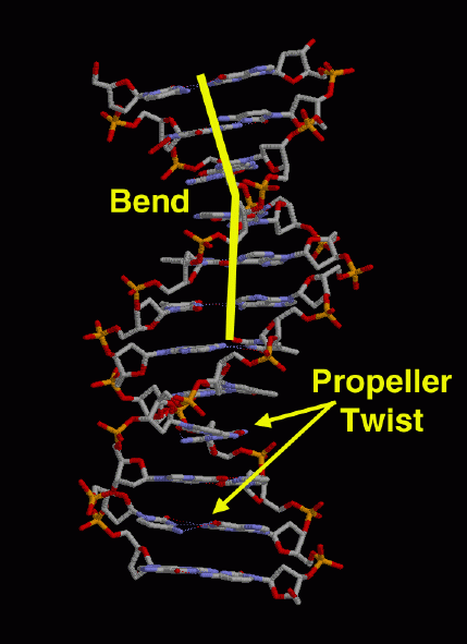 B-DNA（PDB:1bna）分子上部にはらせんのゆがみが、分子下部には塩基のねじれば見られる。