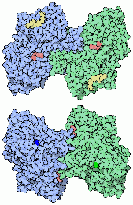 グリコーゲンホスホリラーゼ（PDB:6gpb）