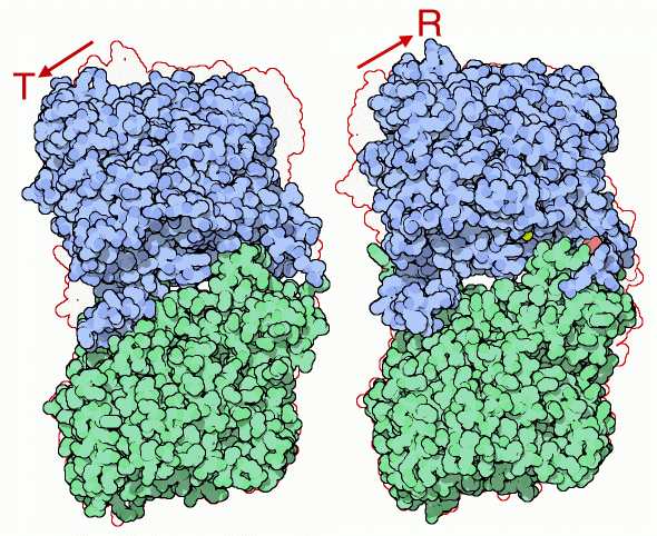 グリコーゲンホスホリラーゼ（左：不活性な状態T PDB:8gpb、右：活性のある状態R PDB:1gpa）