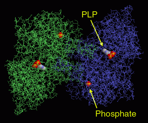 酵母のグリコーゲンホスホリラーゼ（PDB:1ygp）