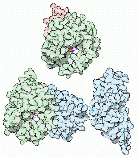 上：（PDB:1ppb）　下：不活性型前駆体（左：PDB:1a0h、右：PDB:2pf2、活性化の際右部分が除去される）
