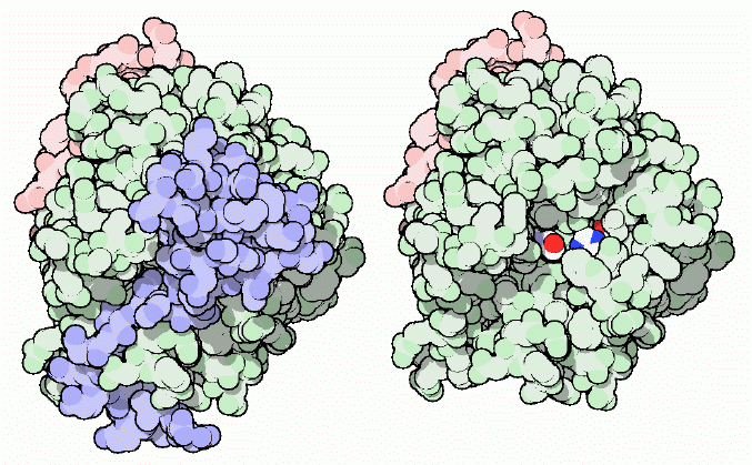 左：トロンビンとその活性部位を阻害するヒルジン（PDB:2hgt） 左：トロンビン