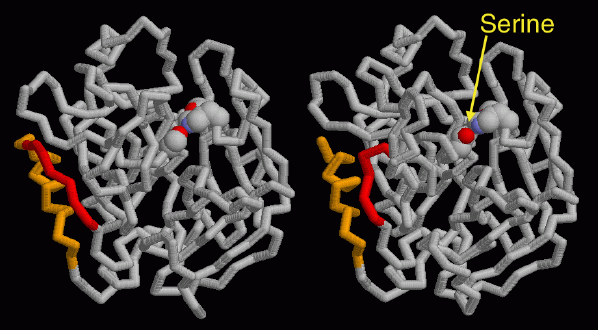 トロンビン（PDB:1mkx、左は不活性型、右は活性型）