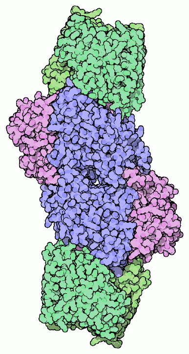 （PDB:1n2c、中央の青と赤紫で示した分子は窒素固定反応を行うモリブデン鉄タンパク質、上下の緑で示した分子は電子を供給する鉄タンパク質）