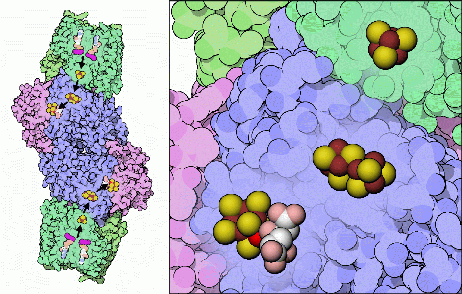 ニトロゲナーゼとその中の金属クラスター（PDB:1n2c、左は全体図、右は金属クラスター部分の拡大図）