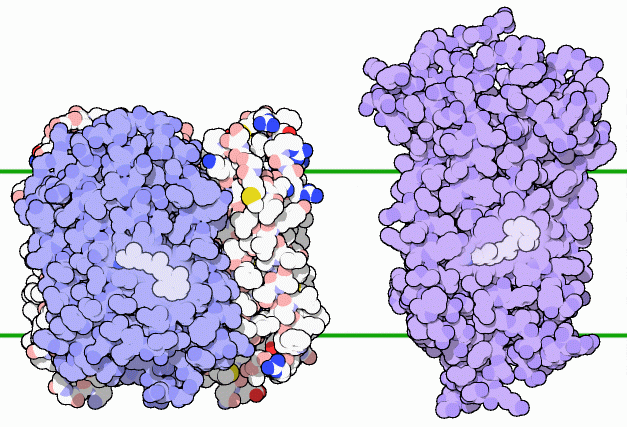 左：バクテリオロドプシン（PDB:1fbb）　右：ウシのロドプシン（PDB:1f88）