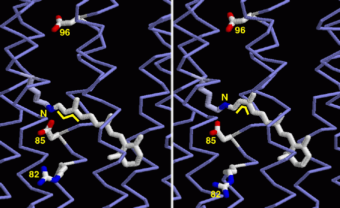 左：光を吸収する前の基底状態のバクテリオロドプシン（PDB:1c3w）　右：光を吸収した後のバクテリオロドプシン（PDB:1dze）