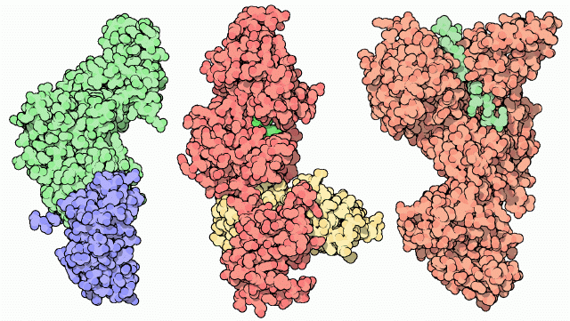 の構成要素。左：感染防御抗原（protective antigen、PDB:1acc）、中央：浮腫因子（edema factor、PDB:1k90）、右：致死因子（lethal factor、PDB:1jky）