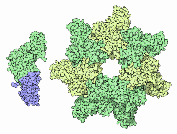 炭疽毒素の感染防御抗原（左、最初の不活性状態 PDB:1acc、右、活性状態になった7量体 PDB:1tzo）