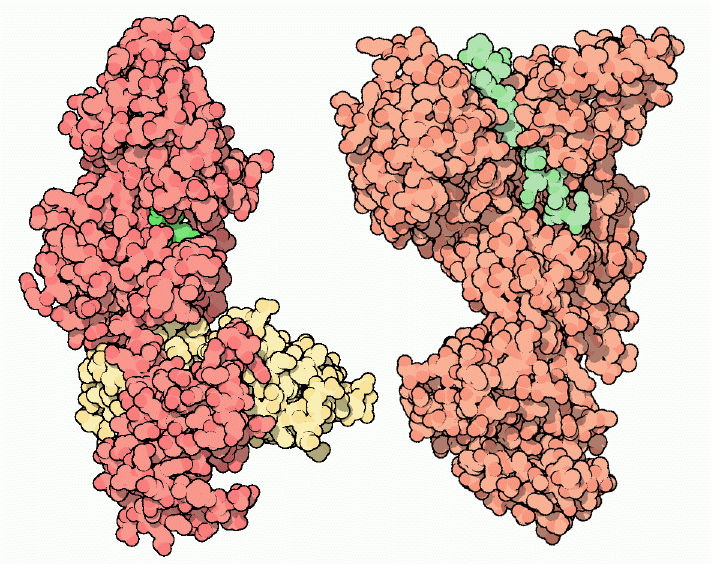 左：炭疽毒素の浮腫因子（edema factor、PDB:1k90）、右：炭疽毒素の致死因子（lethal factor、PDB:1jky）