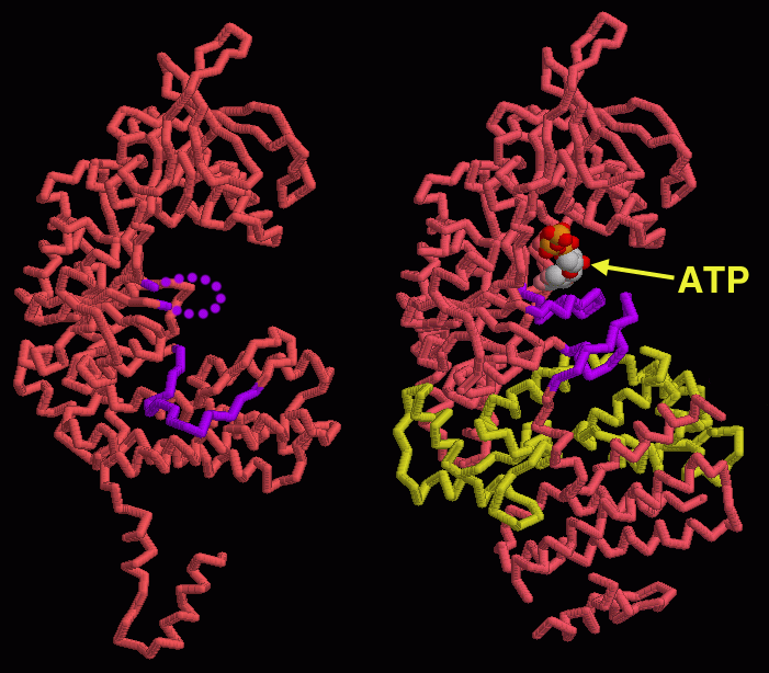 浮腫因子（左：不活性状態 PDB:1k8t、右：活性状態 PDB:1jky） 紫は活性に重要なループ領域、黄色はカルモジュリン