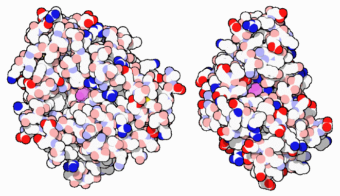 左：ペニシリン結合タンパク質（PDB:3pte、紫は活性部位のセリン）　右：β-ラクタマーゼ（PDB:4blm）