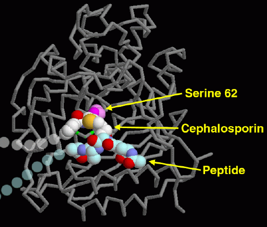 活性状態のペニシリン結合タンパク質にセファロスポリンが結合したもの（PDB:1hvb）