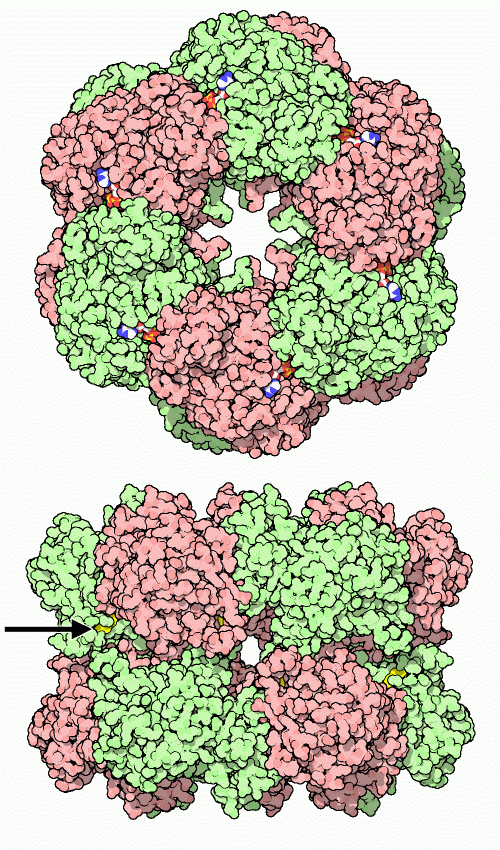 ネズミチフス菌のグルタミン合成酵素（PDB:1fpy）