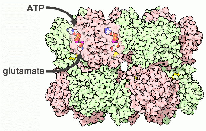 グルタミン合成酵素（PDB:1fpy）