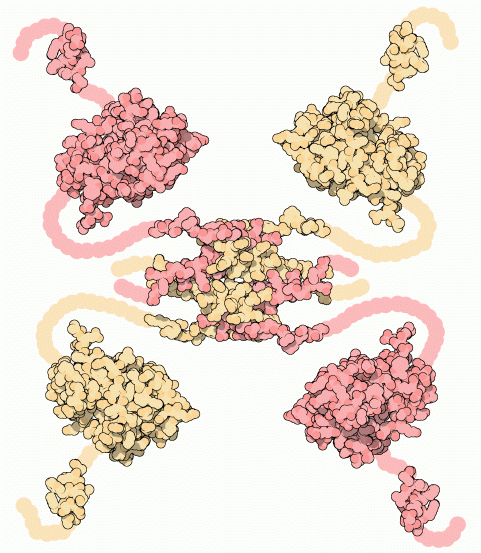 p53腫瘍抑制因子（中央：４量化ドメイン PDB:1olg、四隅：転写促進ドメイン PDB:1ycq、４量化ドメインと各転写促進ドメインの間：DNA結合ドメイン PDB:1tup）