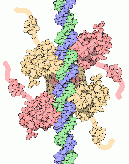 DNAに結合した（PDB:1tup、1olg、1ycq）