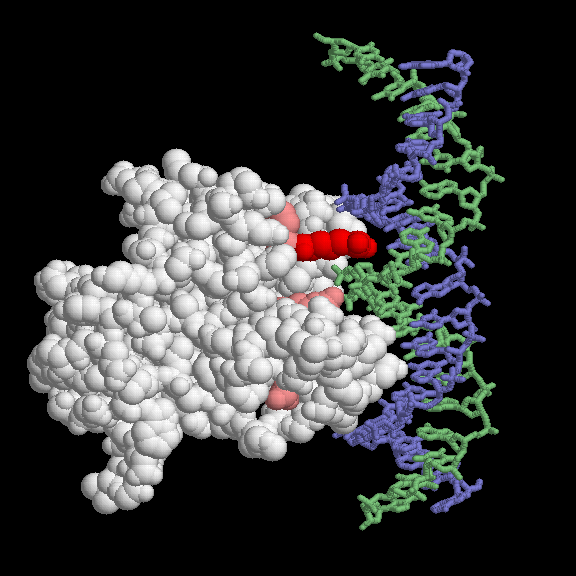 p53腫瘍抑制因子のDNA結合ドメインとDNA（PDB:1tup）