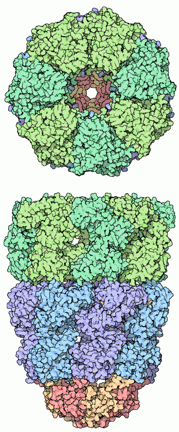 シャペロンタンパク質HSP-60（PDB:1aon）　上図はタンパク質の入る穴側かた見た図、下図は横から見た図、青と緑はGroEL、赤と黄はGroES