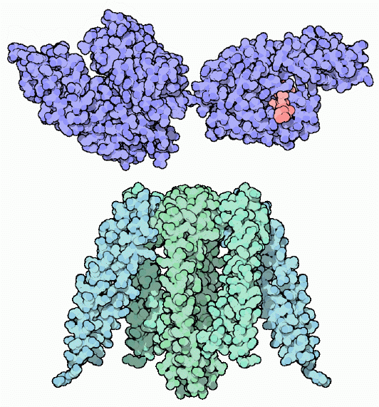 上：HSP-70の反応制御ドメイン（左、PDB:1dkg）とペプチド結合ドメイン（右、PDB:1dkz）　下：プレフォールディン（PDB:1fxk）