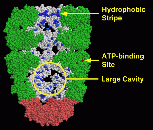 シャペロンタンパク質HSP-60（PDB:1aon） 空洞の内部が見えるようGroELの手前３サブユニットずつを取り除いてある。