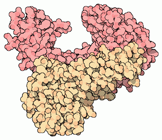 逆転写酵素（PDB:3hvt）
