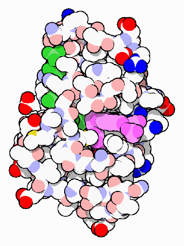 ジヒドロ葉酸還元酵素（PDB:7dfr）