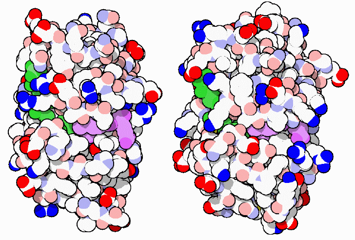 細菌のジヒドロ葉酸還元酵素（左、PDB:3dfr）とヒトのジヒドロ葉酸還元酵素（右、PDB:1dls）