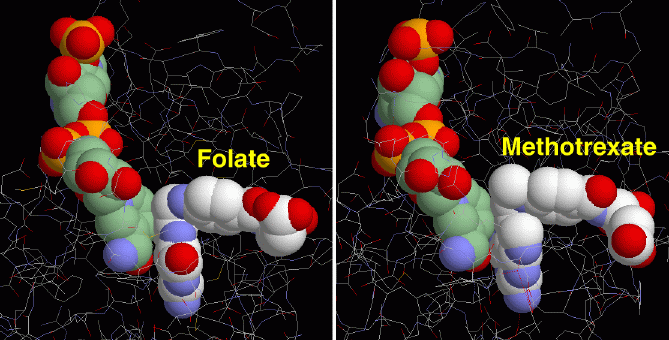 葉酸（左、PDB:7dfr）とメトトレキサート（右、PDB:3dfr）