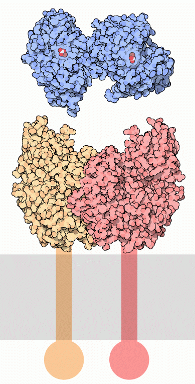 上：鉄の炭酸塩を含むトランスフェリン（PDB:1h76）　下：トランスフェリン受容体（PDB:1cx8）