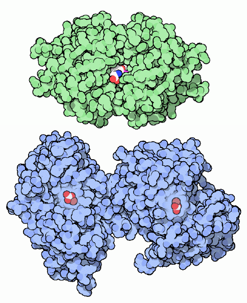 輸送タンパク質（上：甲状腺ホルモン輸送体（PDB:1tha）、下：トランスフェリン（鉄イオンとトランスサイレチンを輸送 PDB:1h76）