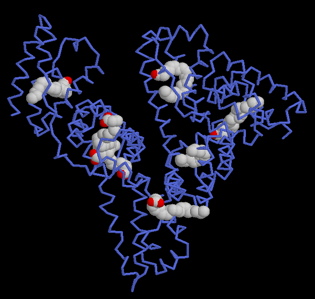 ヒト血清アルブミンに８分子のアラキドン酸が結合したもの（PDB:1gnj）