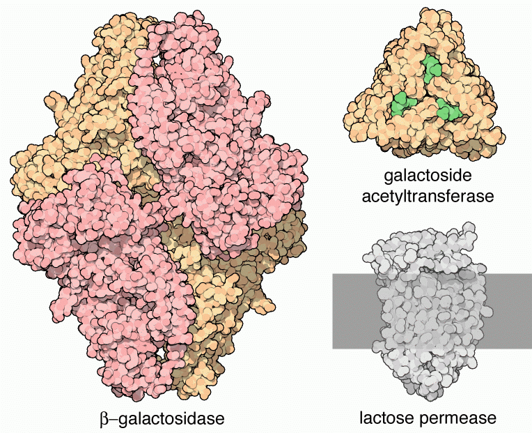 左：β-ガラクトシダーゼ（PDB:1bgl） 右上：ガラクトシドアセチル基転移酵素（PDB:1krv） 右下：乳糖透過酵素に似たヒトの糖輸送体モデル（PDB:1suk）