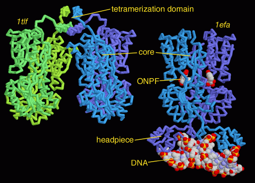 lac転写抑制因子（左：４量体化ドメインと中心ドメイン PDB:1tlf、右：中心ドメインと頭部断片 PDB:1efa）