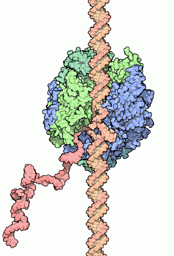 転写を行っているRNAポリメラーゼ（PDB:1i6h）