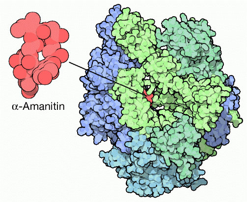α-アマニチンが結合したRNAポリメラーゼ（PDB:1k83）