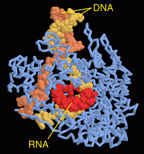バクテリオファージT7のRNAポリメラーゼ