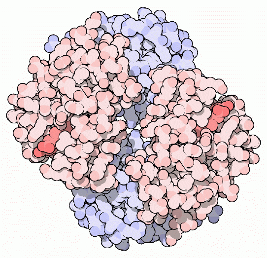 ヘモグロビン（PDB:2dhb）