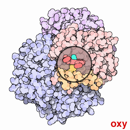 酸素結合前後のヘモグロビン（前：PDB:2hhb、後：PDB:1hho）