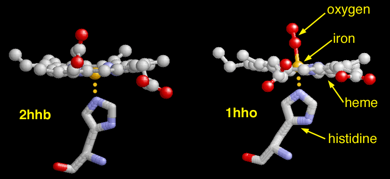 酸素が結合する前の（左、PDB:2hhb）と結合した後の（右、1HHO）