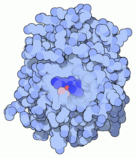 亜鉛イオンを検知するよう調整された青色蛍光タンパク質（PDB:1kys）