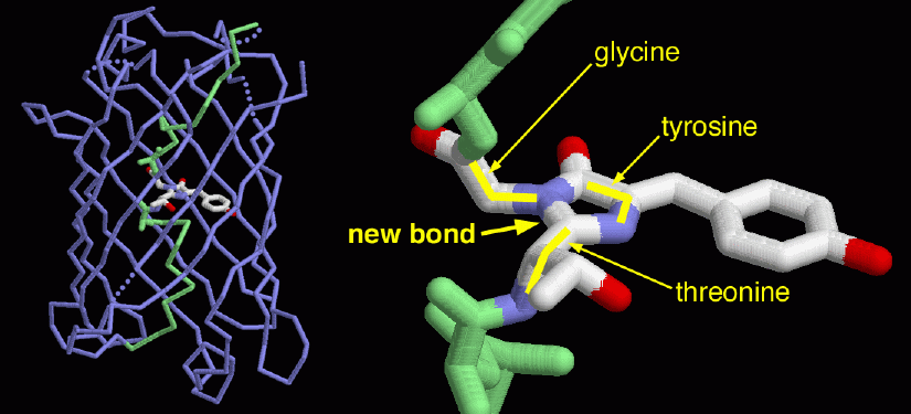 緑色蛍光タンパク質（PDB:1ema）　左：全体構造。発色団が筒状構造で囲まれ保護されている。　右：発色団の拡大図。３つのアミノ酸が特殊な結合を形成し発色団となっている。